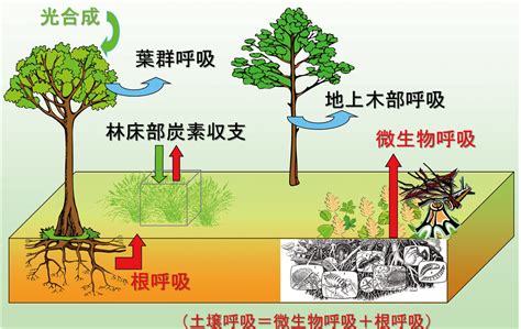 土 動物|森林の土壌動物（森林生態系のしくみと働き）